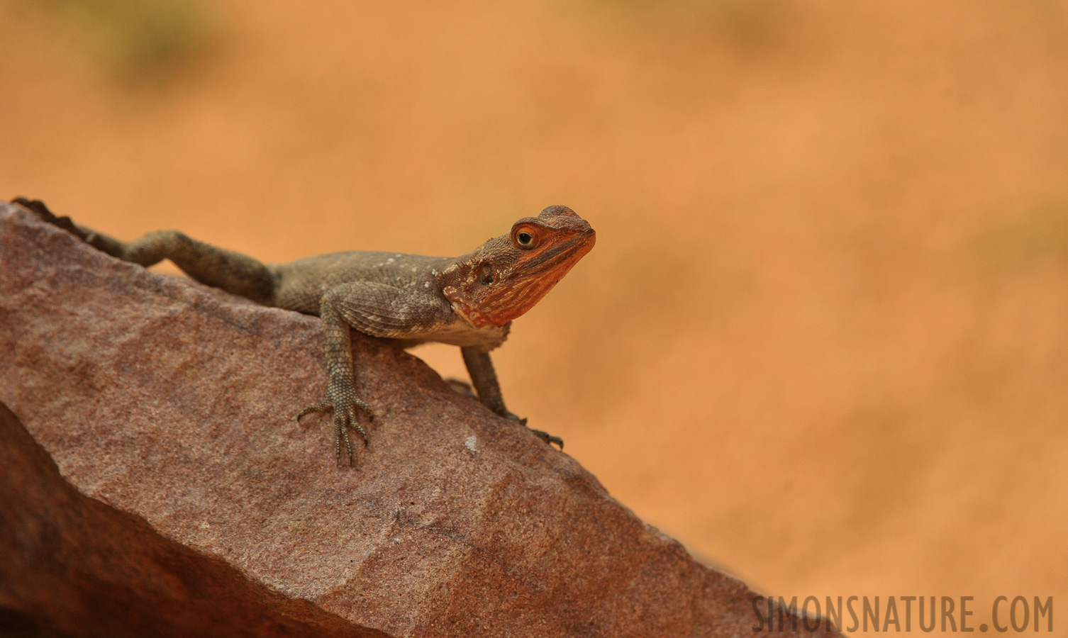 Agama planiceps [400 mm, 1/800 sec at f / 8.0, ISO 1000]